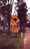 Beware of skying kangaroos, (un)official road sign near Halls Gap, Grampians NP (click for enlargement)
