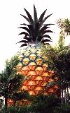 Big Pineapple (click for enlargement)