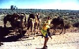 camel caravan (Outback South Australia), click for enlargement