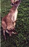 Kangaroo with Joey, Phillip Island Wildlife Park (click for enlargement) 