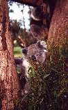 Koalas, Phillip Island Wildlife Park (click for enlargement)