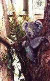 Koala with young one, Phillip Island Wildlife Park (click for enlargement)