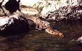 big freshwater crocodile, Ord River (click for enlargement)