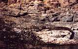 big freshwater crocodile, Ord River (click for enlargement)