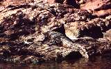 two freshwater crocodiles (click for enlargement)