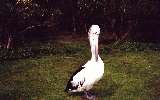 Pelican, Phillip Island Wildlife Park (click for enlargement)