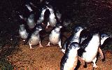 Penguin Parade, Phillip Island (click for enlargement)