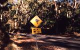 road sign, Halls Gap, Grampians NP (click for enlargement)