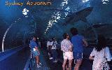 at Sydney Aquarium (click for enlargement)
