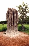 cathedrals of the north, built by termites (click for enlargement)