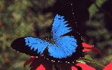 Ulysses butterfly (Far North Queensland), click for enlargement