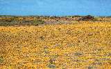 wildflowers in spring, Nullarbor Plain (click for enlargement) 