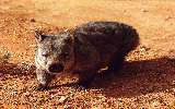wombat on the Nullarbor (click for enlargement)