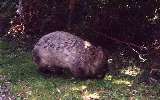 Wombat at Tidal River Camp, Wilsons Promontory NP (click for enlargement)