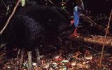 Cassowary (Far North Queensland), click for enlargement)